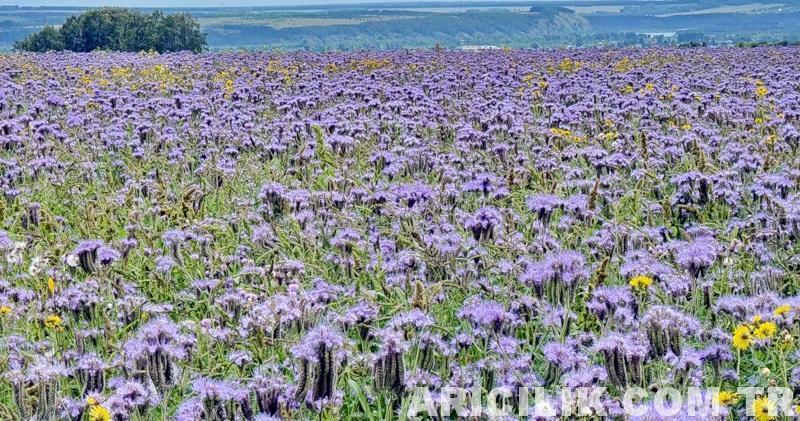 Arı Otu Ekimi 3 Arı Otu