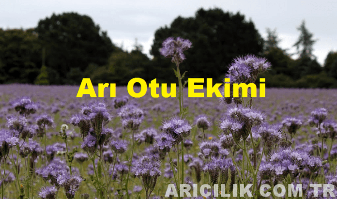 Arı Otu Ekimi