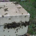 arılarda yağmacılık
