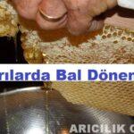 Arılarda Bal Dönemi