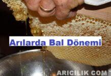 Arılarda Bal Dönemi