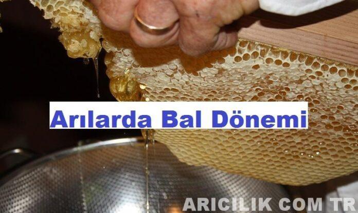 Arılarda Bal Dönemi