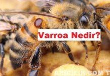 Varroa Nedir