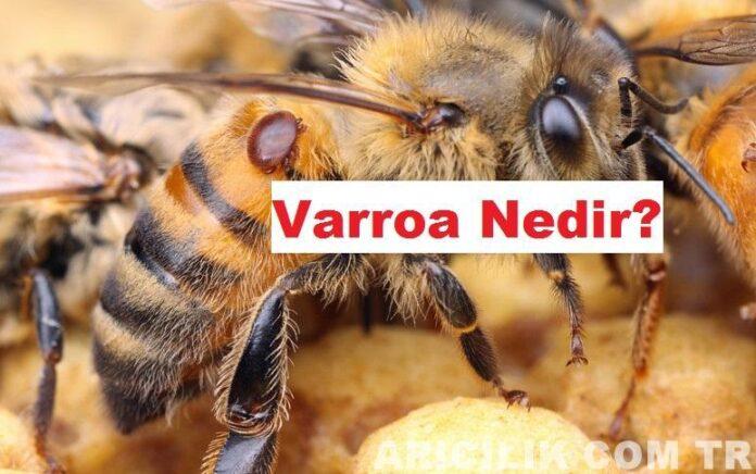 Varroa Nedir