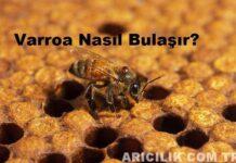 Varroa Nasıl Bulaşır?