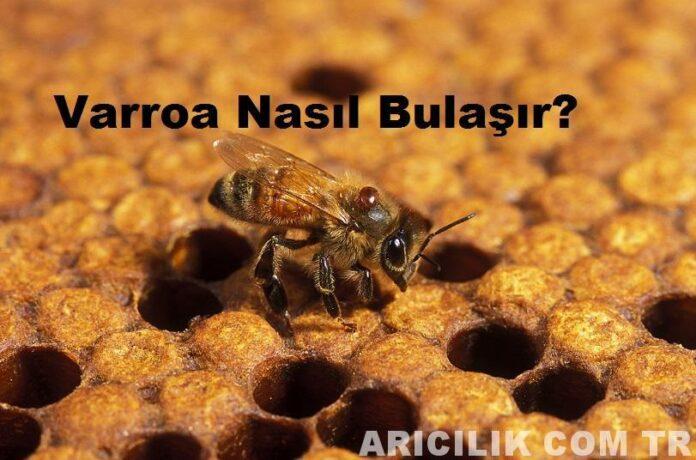 Varroa Nasıl Bulaşır?