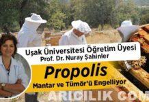 Propolis Mantar ve Tümör'ü Engelliyor