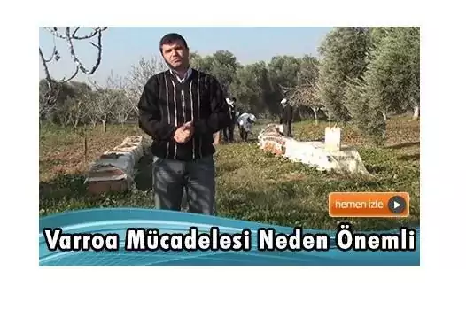 Varroa Mücadelesi Neden Önemli jpg Varroa Mücadelesi