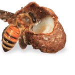 arı sütünün faydaları