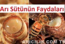 arı sütünün faydaları