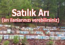 satılık arı