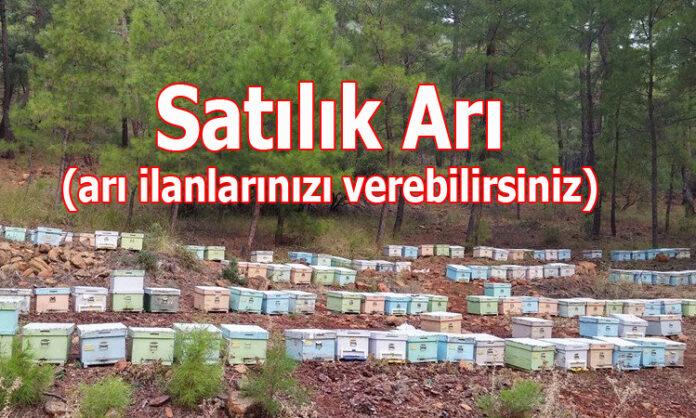 satılık arı