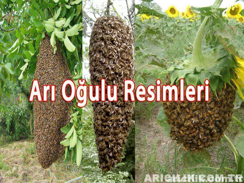 Arı Oğulu Resimleri - Sıfırdan Arıcılık