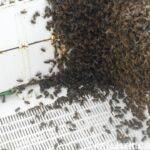 arının en büyük düşmanı i̇nsan