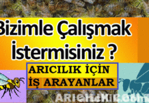 arıcılık için iş arayanlar