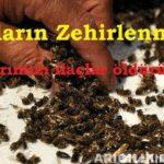 arıların zehirlenmesi