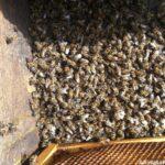 arıların zehirlenmesi