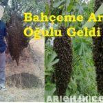 bahçeme arı oğulu geldi