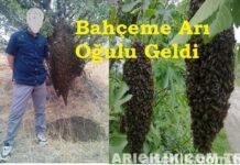 bahçeme arı oğulu geldi