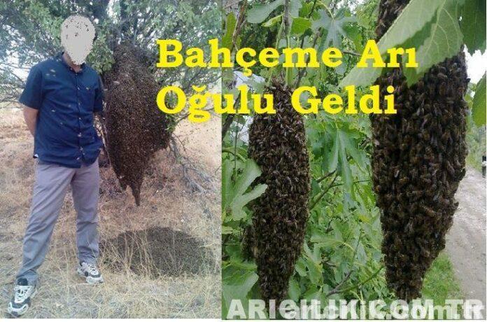 bahçeme arı oğulu geldi