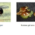 kestane gal arısı