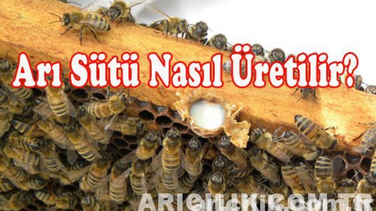 arı sütü nasıl üretilir