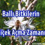 balli bitkilerin cicek acma zamani 2