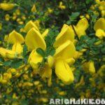 türkiye'nin ballı bitkiler florası