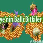 turkiyenin balli bitkiler florasi