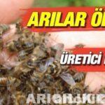 Çok Fazla Arı Ölümleri Yaşanıyor Cok Fazla Ari Olumleri Yasaniyor