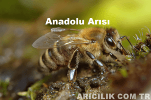 anadolu arisi