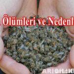 ari olumleri nedeni 1