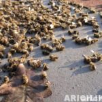 arı ölümleri ve nedenleri