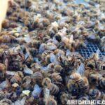 arı ölümleri ve nedenleri