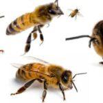 arı i̇laçlama (arıları i̇laçlamayın)