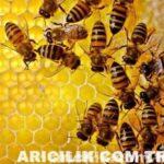 arı i̇laçlama (arıları i̇laçlamayın)