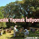 arıcılık yapmak istiyorum