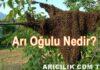 arı oğulu nedir