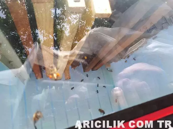camdan arı kovanı nasıl yapılır 8 jpg