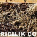 Ağ Kurdu (Mum güvesi) İle Nasıl Mücadele Yapılır?