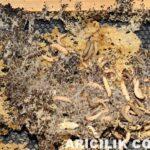 Ağ Kurdu (Mum güvesi) İle Nasıl Mücadele Yapılır?