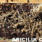 Ağ Kurdu (Mum güvesi) İle Nasıl Mücadele Yapılır?