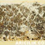 Ağ Kurdu (Mum güvesi) İle Nasıl Mücadele Yapılır?