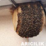 Apartmanın 6.Katında Arı Oğulu