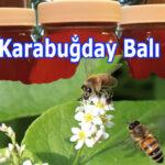 Karabuğday Balı karabuğday balı 8