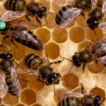 kafkas arisi nerede yasar