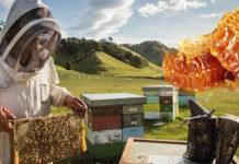 arılar hangi mevsimde bal yapar