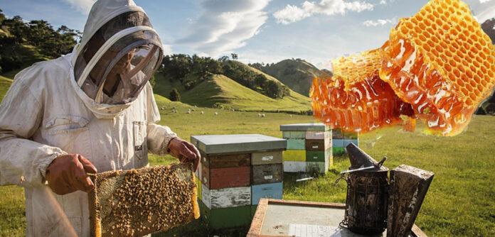 arılar hangi mevsimde bal yapar