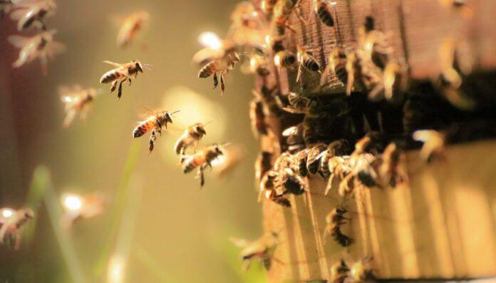 Bal Arılarının Yaşam Süresi