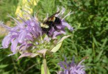 bombus arısı